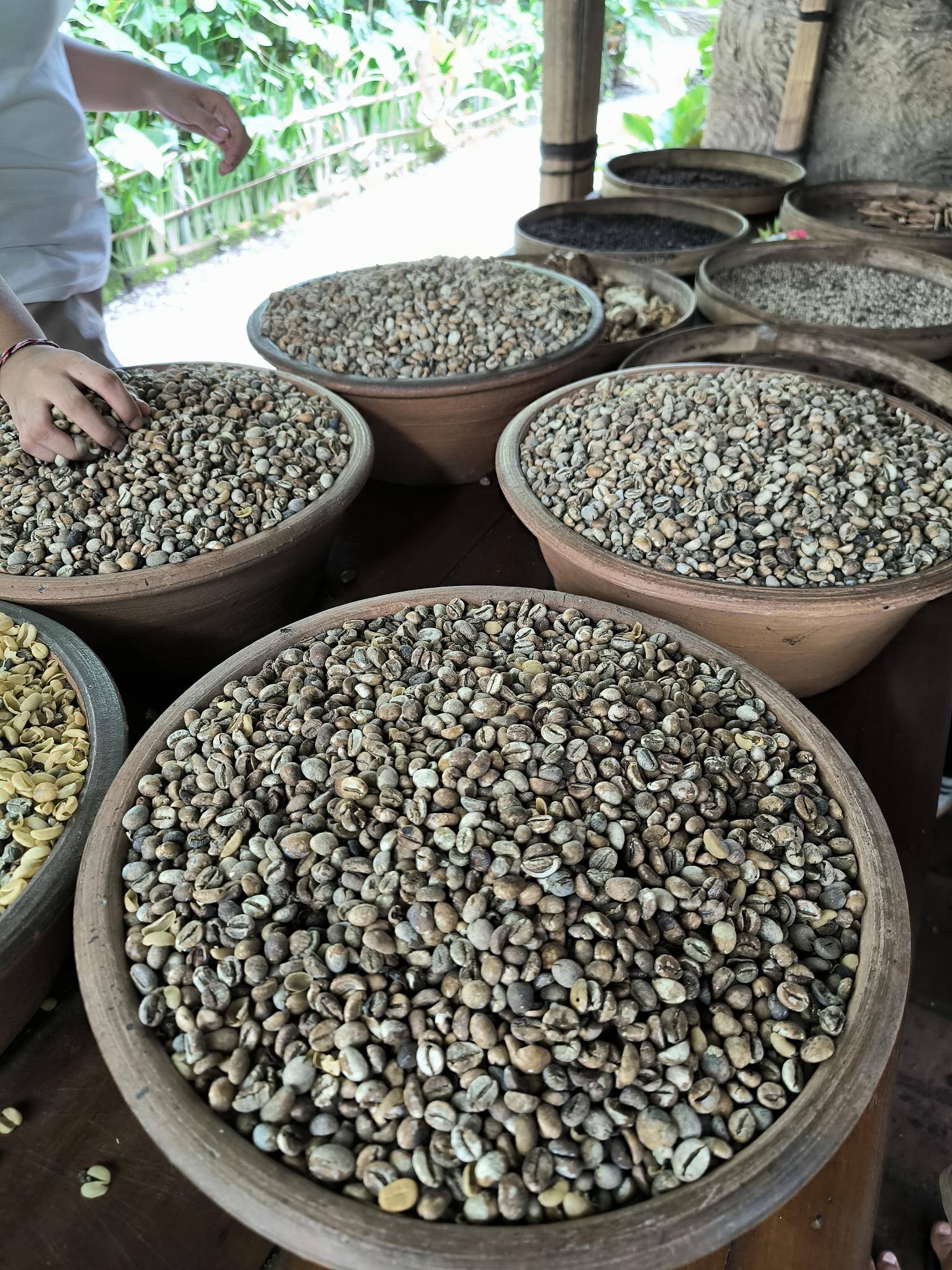 ジャコウネココーヒー「Kopi Luwak」を堪能【知りたい！現地の暮らし】